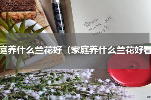 家庭养什么兰花好（家庭养什么兰花好看）