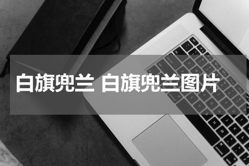 白旗兜兰 白旗兜兰图片