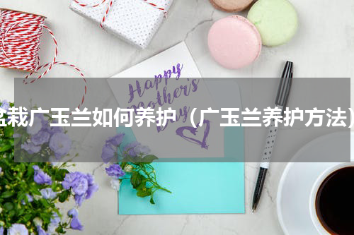 盆栽广玉兰如何养护（广玉兰养护方法）
