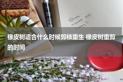 橡皮树适合什么时候剪枝重生 橡皮树重剪的时间