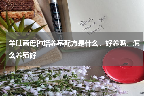 羊肚菌母种培养基配方是什么，好养吗，怎么养殖好