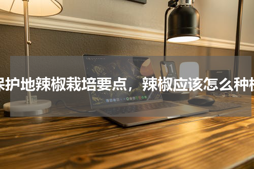 保护地辣椒栽培要点，辣椒应该怎么种植
