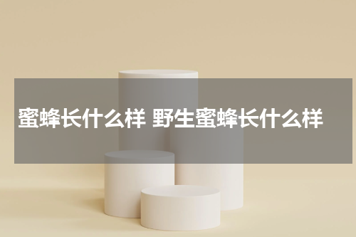 蜜蜂长什么样 野生蜜蜂长什么样