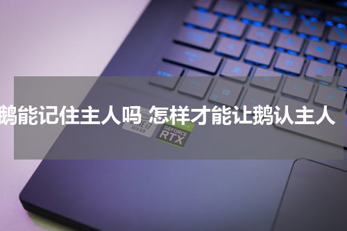 鹅能记住主人吗 怎样才能让鹅认主人