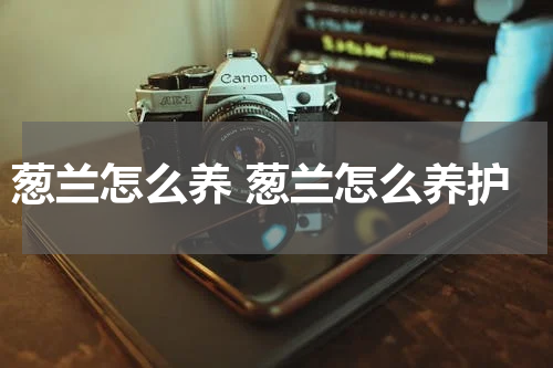 葱兰怎么养 葱兰怎么养护