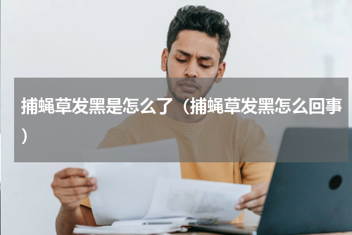 捕蝇草发黑是怎么了（捕蝇草发黑怎么回事）