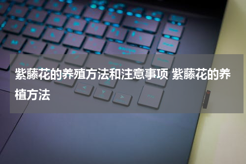 紫藤花的养殖方法和注意事项 紫藤花的养植方法