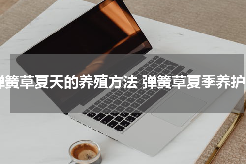 弹簧草夏天的养殖方法 弹簧草夏季养护