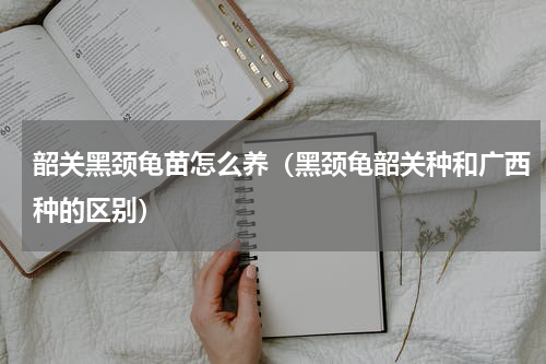 韶关黑颈龟苗怎么养（黑颈龟韶关种和广西种的区别）