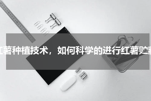 红薯种植技术，如何科学的进行红薯贮藏