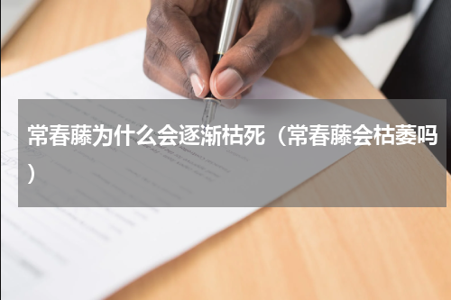常春藤为什么会逐渐枯死（常春藤会枯萎吗）