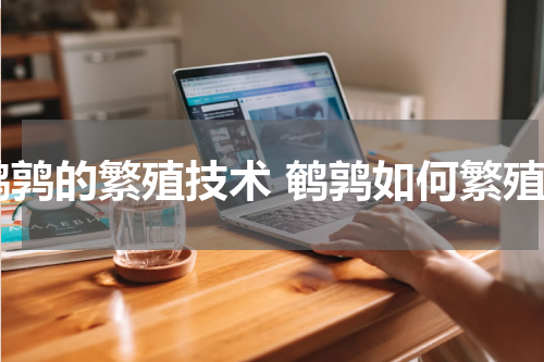 鹌鹑的繁殖技术 鹌鹑如何繁殖